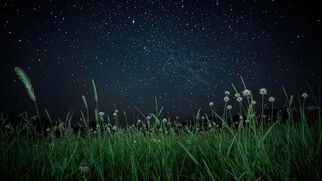 Night sky filled with stars over a grassy field with dandelions. - Powered by Adobe