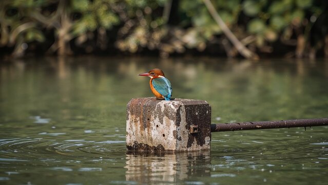 A kingfisher bird perched on a concrete block in the water.