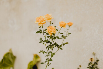 Rosier orange en pleine floraison