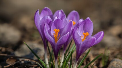 Fototapeta premium Group of purple crocus flowers blooming in early spring with vibrant orange stamens.