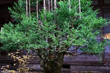 Japanese 'Daisugi'. A variety of Japanese cedar. A type of cedar that produces many trunks from a single stump. It has long been used in the construction of Japanese tea rooms.