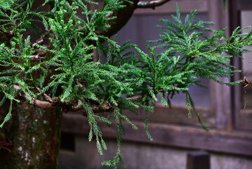 Japanese 'Daisugi'. A variety of Japanese cedar. A type of cedar that produces many trunks from a single stump. It has long been used in the construction of Japanese tea rooms.