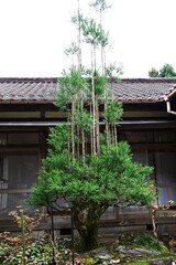 Japanese 'Daisugi'. A variety of Japanese cedar. A type of cedar that produces many trunks from a single stump. It has long been used in the construction of Japanese tea rooms.