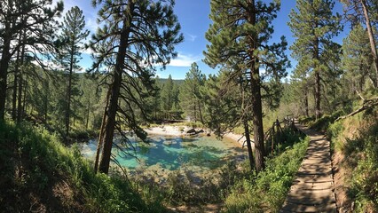 Obraz premium A forest landscape featuring a stream, tall trees, and a dirt path running alongside the water.