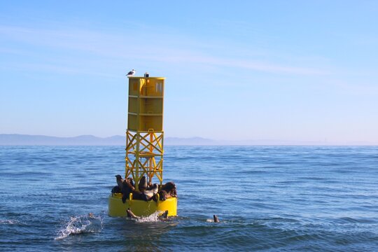 N Bouy, Golden Gate Strait