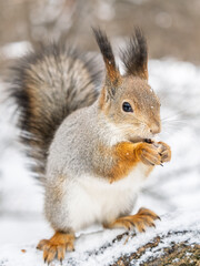 Fototapeta premium The squirrel with nut sits on tree in the winter or late autumn