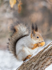 The squirrel with nut sits on tree in the winter or late autumn