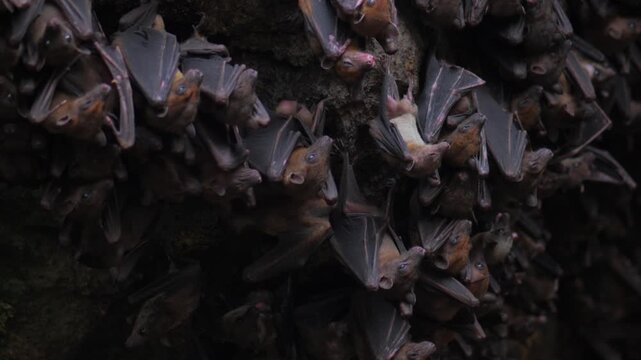 Colony of bats hanging inside dark cave