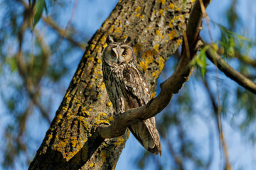 Tawny Owl Perched