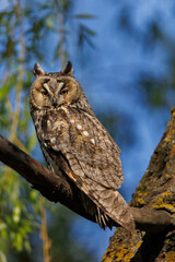 Owl Perched in Pine Tree Forest Scene