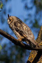 Majestic Owl Perched On Branch With Bright Orange Eyes