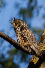 Majestic Owl Perched On Branch With Bright Orange Eyes