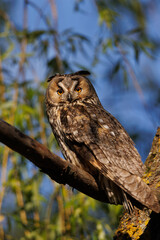 Majestic Owl Perched On Branch With Bright Orange Eyes