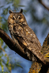 Obraz premium Owl Perched in Pine Tree Forest Scene