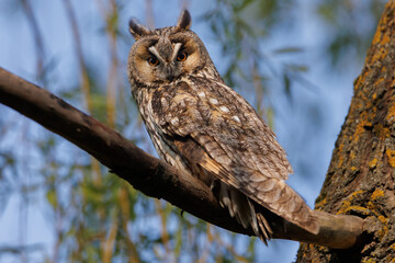 Majestic Owl Perched On Branch With Bright Orange Eyes