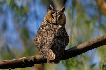 Majestic Owl Perched On Branch With Bright Orange Eyes