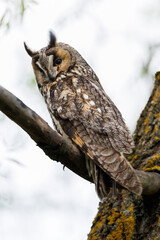 Majestic Owl Perched On Branch With Bright Orange Eyes