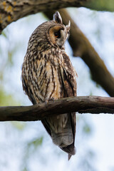 Owl Perched in Pine Tree Forest Scene