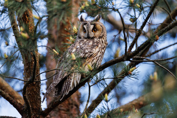 Majestic Owl Perched On Branch With Bright Orange Eyes