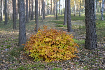 Obszary leśne w Nadwiślańskim Parku Krajobrazowym.