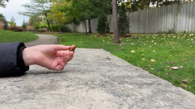 A hand reaches out to feed squirrels in a calm park as autumn leaves fall and trees show vibrant colors.