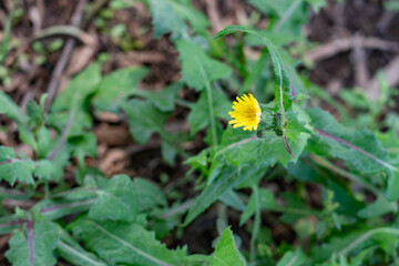 Sonchus oleraceus is a species of flowering plant in the tribe Cichorieae of the family Asteraceae....
