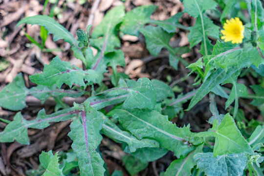 Sonchus oleraceus is a species of flowering plant in the tribe Cichorieae of the family Asteraceae.  common sowthistle. Kenneth Hahn State Recreation Area, Baldwin Hills Mountains of Los Angeles - Powered by Adobe