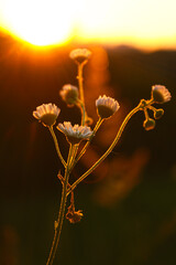 Daisies at sunset against the backdrop of a field