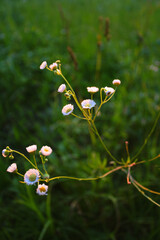 Daisies at sunset against the backdrop of a green field