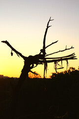 silhouette of old tree without leaves at sunset