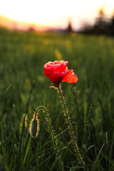 Close up : one red poppy flower grows in the field