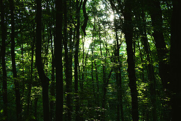 Solar beams making the way through a fog in the green forest