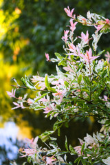 Hakuro Nishiki Salix Integra dappled willow tree in a garden