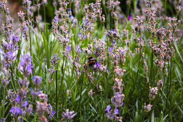 Honey bee on a lavender and collecting polen. Flying honeybee. One bee flying during sunshine day. Insect. Lavenders field with beautiful sunlight.