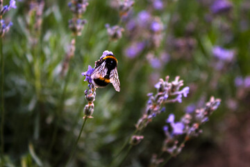 Honey bee on a lavender and collecting polen. Flying honeybee. One bee flying during sunshine day. Insect. Lavenders field with beautiful sunlight.