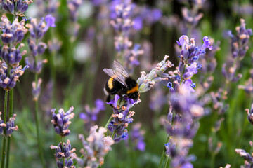 Honey bee on a lavender and collecting polen. Flying honeybee. One bee flying during sunshine day. Insect. Lavenders field with beautiful sunlight.