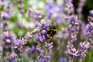 Honey bee on a lavender and collecting polen. Flying honeybee. One bee flying during sunshine day. Insect. Lavenders field with beautiful sunlight.