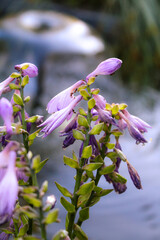 Hosta Clausa Chosta prjamolistnaja against the background of a fountain in the garden