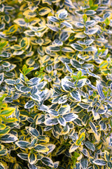 Wintercreeper Euonymus Euonymus fortunei is an evergreen bush. Euonymus fortunei silver queen or fortune's spindle green with white foliage as background.