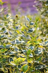 Wintercreeper Euonymus Euonymus fortunei is an evergreen bush. Euonymus fortunei silver queen or fortune's spindle green with white foliage as background.