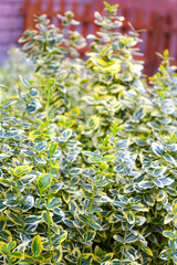 Wintercreeper Euonymus Euonymus fortunei is an evergreen bush. Euonymus fortunei silver queen or fortune's spindle green with white foliage as background.