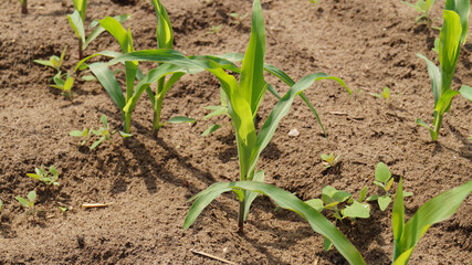 Maispflanze, Makro, Erdboden