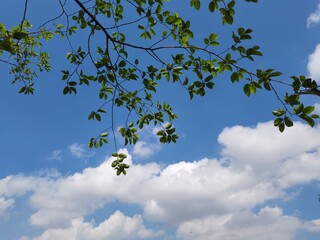 blossoming apple tree