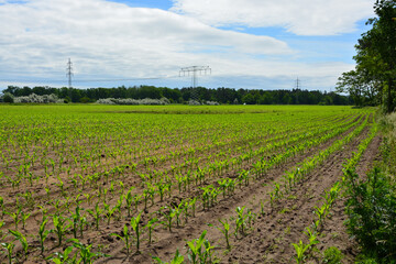 Maisfeld, Neuansaat, Himmel