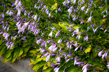 Lilac flowers hosts isolated purple hosts in the garden