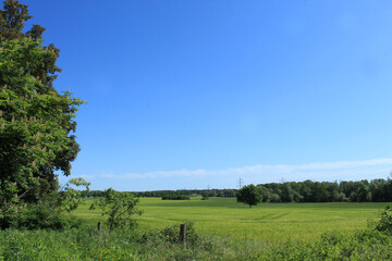 Getreidefeld, Landschaft, Himmel