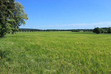 Getreidefeld, Landschaft, Himmel, Natur