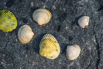 Scattered seashells resting on rough dark rock.