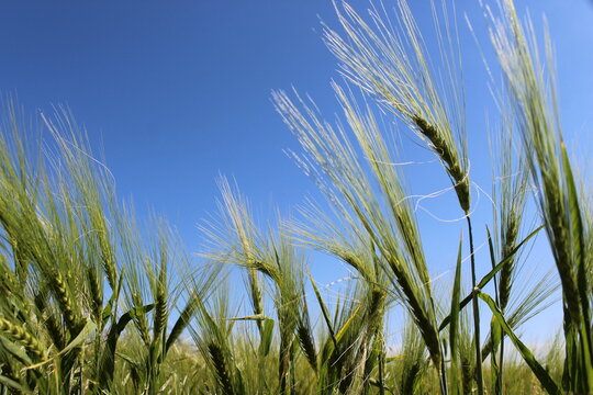 Getreidepflanze, Gerste, Makro, Himmel