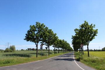 Alleenstraße, Baumreihe, Himmel, Natur, Landschaft